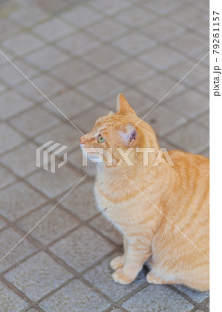 お澄ましした茶色い猫の横顔 お澄ましした茶色い猫の横顔 79261157