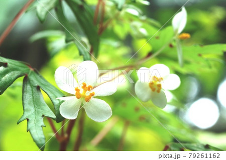 白い花弁5枚のベゴニア ドレネイの写真素材