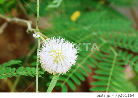 南の島に咲く白いフワフワの花 イピルイピルの写真素材