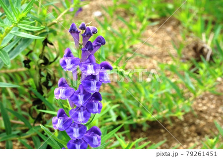 青い花弁がとても鮮やか！咲き始めの コガネバナ（黄金花） 79261451