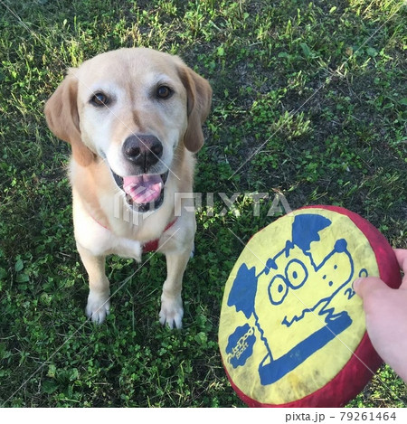 ラブラドールとゴールデンのミックス犬 フリスビー待ってる愛犬の写真素材