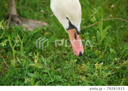 白鳥が歩く。泳ぐ、飛ぶはお得意ですがね 白鳥が歩く。泳ぐ、飛ぶはお得意ですがね 79261915