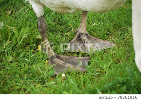 白鳥が歩く。泳ぐ、飛ぶはお得意ですがね 白鳥が歩く。泳ぐ、飛ぶはお得意ですがね 79261916