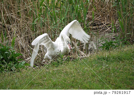 白鳥が歩く。泳ぐ、飛ぶはお得意ですがね 白鳥が歩く。泳ぐ、飛ぶはお得意ですがね 79261917