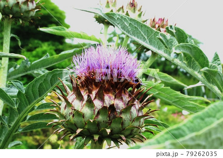 大きなアザミ(薊)の形をした カルドンの花 大きなアザミ(薊)の形をした カルドンの花 79262035