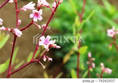 とても小さなピンク色の花 ラフマ（羅布麻）の写真素材 [79262037] - PIXTA