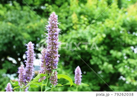 ブラシのような カワミドリ(川緑、河碧）の花 咲き始めです！ 79262038