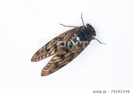 アブラゼミの白背景写真 79262149