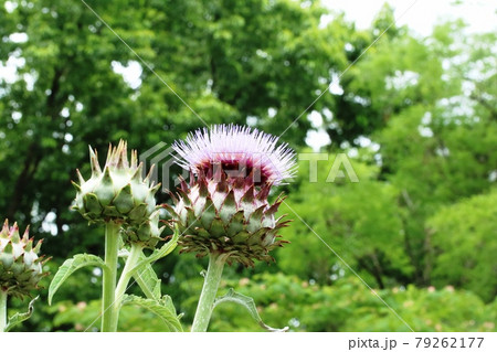 大きなアザミ（薊）の形をした カルドンの花 79262177