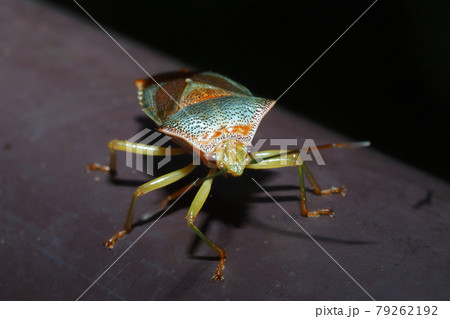 セアカツノカメムシ(オス) セアカツノカメムシ(オス) 79262192
