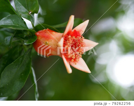 オレンジ色の花びらが散った後のザクロの萼 がく 柘榴の子房が実になる前 の写真素材