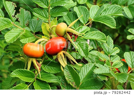 ハマナス（浜茄子）の実 よく見ると毛が生えています！ 79262442