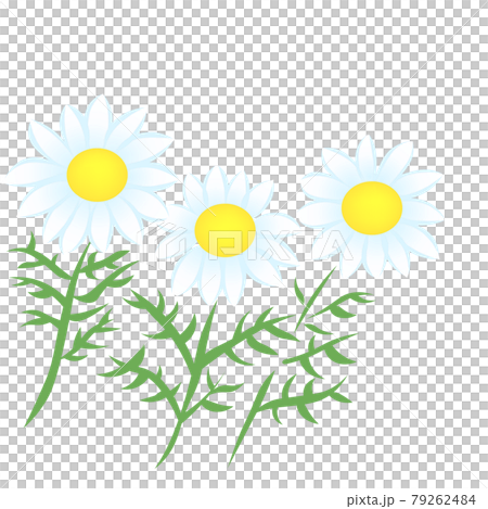 カンシロギク 花のベクターイラスト のイラスト素材