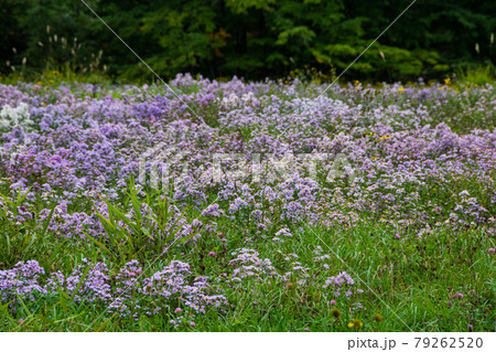カラフルな花が満開の秋の野原 カラフルな花が満開の秋の野原 79262520