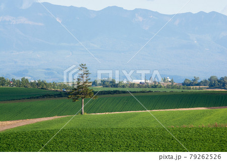 緑の畑に立つマツの木 79262526