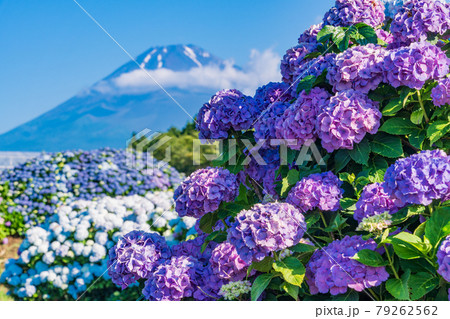 （静岡県）梅雨の晴れ間、アジサイと富士山 79262562