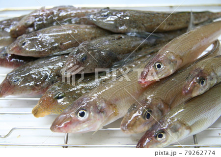 投げ釣りで釣れたつやつや新鮮なシロギスとメゴチが料理されるのを整列して待つ姿。 投げ釣りで釣れたつやつや新鮮なシロギスとメゴチが料理されるのを整列して待つ姿。 79262774