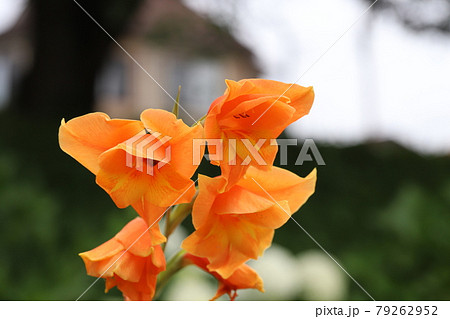 初夏の公園に咲くグラジオラスのオレンジ色の花の写真素材