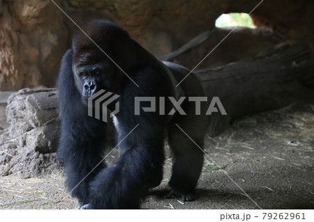 ゴリラ 79262961