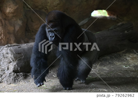 ゴリラ 79262962