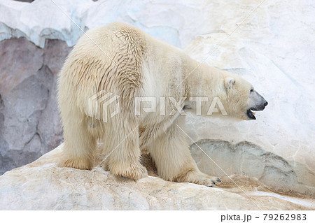 シロクマ シロクマ 79262983