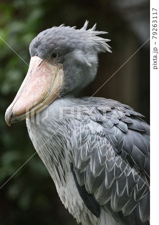 ハシビロコウ 79263117