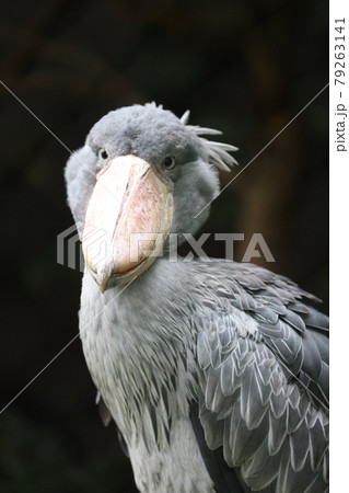 ハシビロコウ ハシビロコウ 79263141