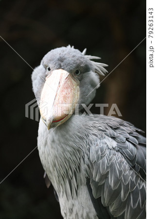 ハシビロコウ ハシビロコウ 79263143