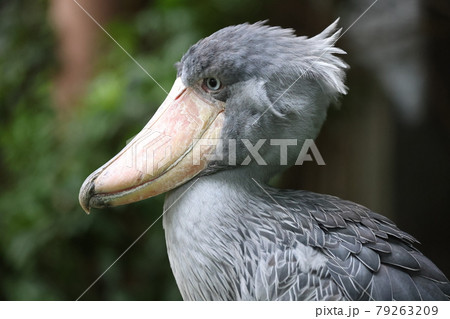 ハシビロコウ 79263209