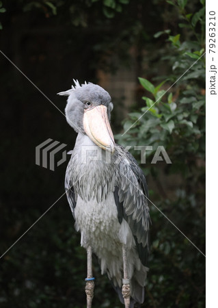 ハシビロコウ ハシビロコウ 79263210