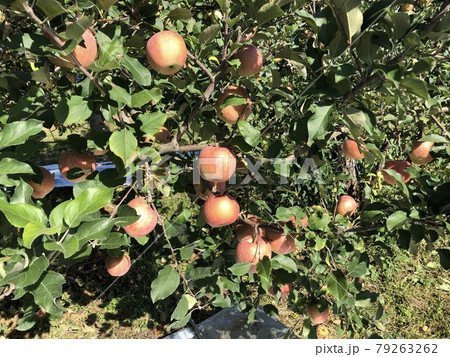 たわわに実ったリンゴ 79263262