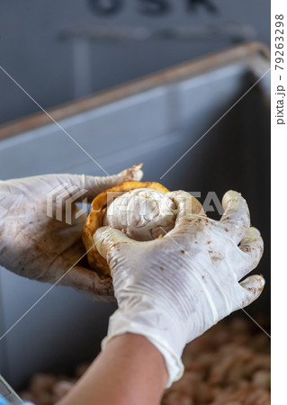 man holding a ripe cocoa fruit with beans inside and Bring seeds out of the sheath. 79263298