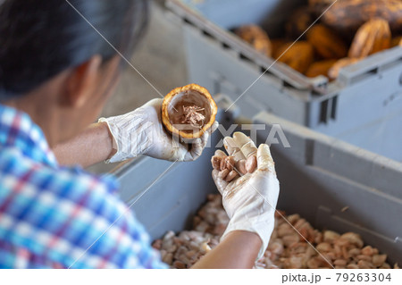 man holding a ripe cocoa fruit with beans inside and Bring seeds out of the sheath. 79263304