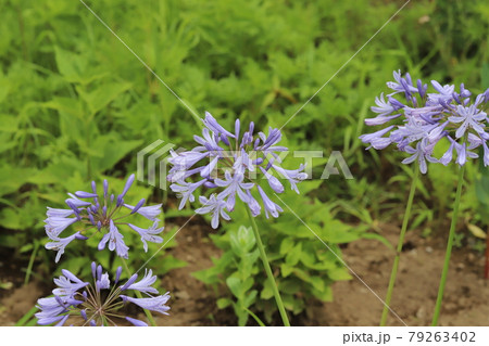 初夏の公園に咲くアガパンサスの青紫色の花の写真素材