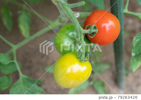 夏、収穫前のトマト<千葉県/家庭菜園2021年7月> 夏、収穫前のトマト<千葉県/家庭菜園2021年7月> 79263420