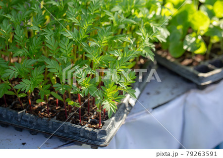 Fines herbes botany plant leaf detail Fresh Green Herb Plant Fines herbes botany plant leaf detail Fresh Green Herb Plant 79263591