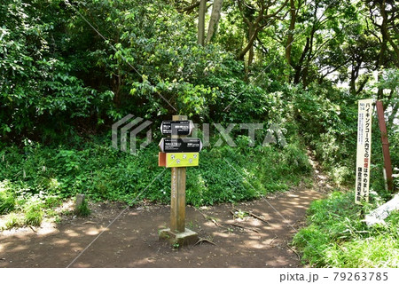 鎌倉ハイキングコース 天園コースの今泉台・覚園寺分岐と新緑 鎌倉ハイキングコース 天園コースの今泉台・覚園寺分岐と新緑 79263785