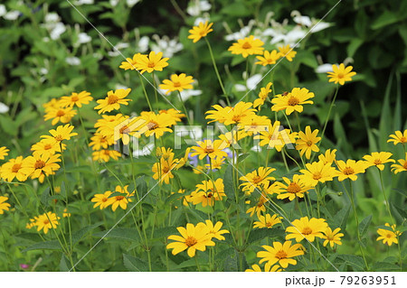 初夏の公園に咲くヒメヒマワリの黄色い花 79263951