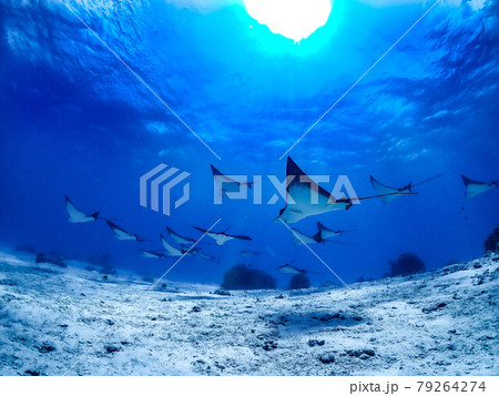 マンタ マンタ 79264274