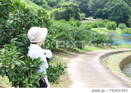 農作業の合間にミカン畑を見回しながら休憩するシニア女性 79264303