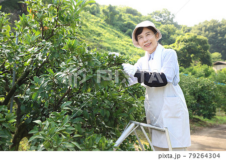 三脚に上がってミカンの摘果をするシニア女性 ニーアップ カメラ目線 三脚に上がってミカンの摘果をするシニア女性 ニーアップ カメラ目線 79264304
