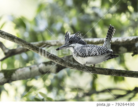 ヤマセミ 79264430