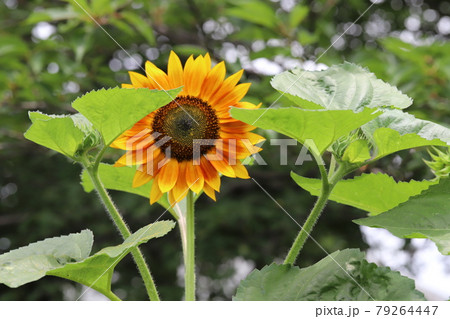 初夏の公園に咲くヒマワリの花 初夏の公園に咲くヒマワリの花 79264447
