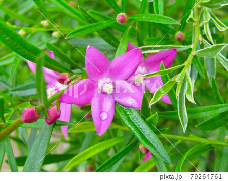 植物、クロウエアサリグナの花 植物、クロウエアサリグナの花 79264761