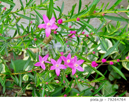 植物、サザンクロスの花 79264764