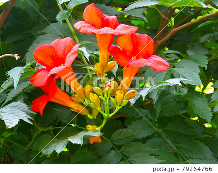 植物、ノウゼンカズラの花 79264766