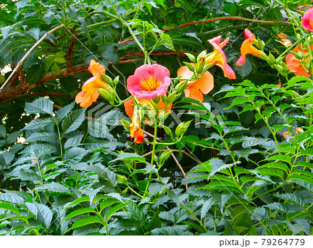 植物、ノウゼンカズラの花 79264779