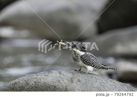 ヤマセミ 79264792