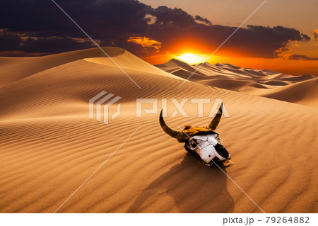 Skull at sunset in the desert. Sand dunes and beautiful desert landscape. Skull at sunset in the desert. Sand dunes and beautiful desert landscape. 79264882
