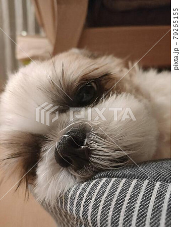 眠くて目がうつろなマズルの短いシーズー犬の写真素材